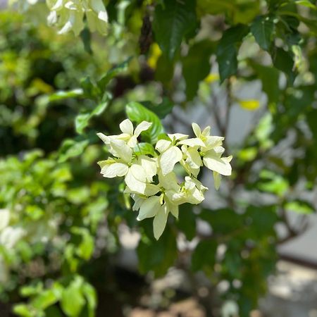 Garden Haven Hikkaduwa Villa Kültér fotó