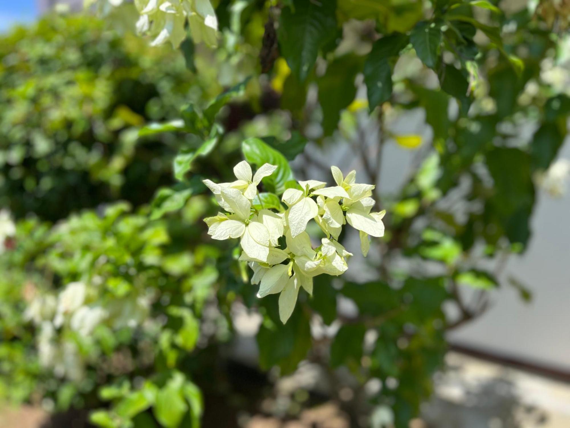 Garden Haven Hikkaduwa Villa Kültér fotó